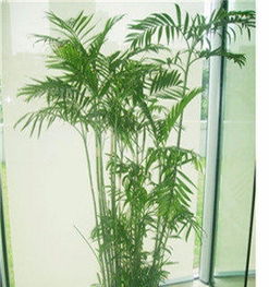 寧波綠植租賃 打造綠色空間，提升生活與辦公品質