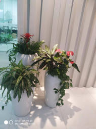 綠色生活，觸手可及 花卉綠植租借的全方位指南
